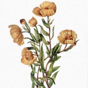 BOTANICAL ILLUSTRATION - Painting with Watercolors (Fall-12 Weeks)